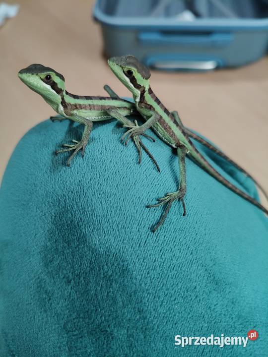 Laemantctus julioi hełmogwan ciężko dostępne Gdynia