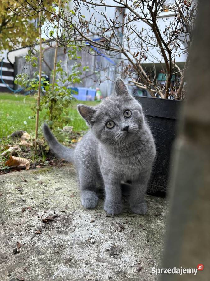 Kot brytyjski kocur z 5 pokoleniowym rodowodem Kraków sprzedam