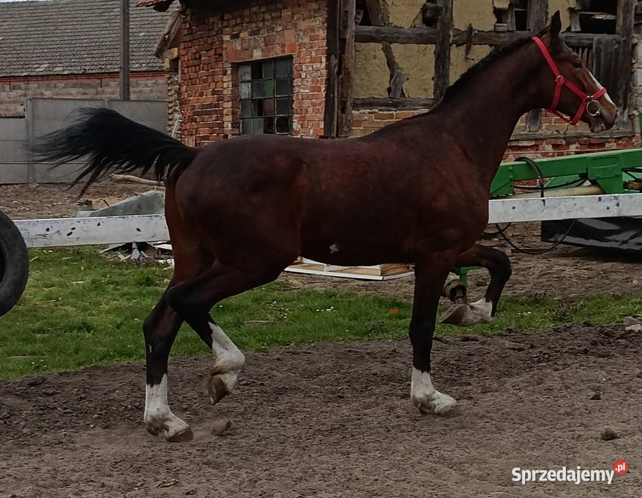 Malowany ogier z matki KWPN Rawicz