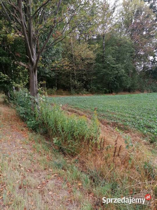 Syndyk sprzeda udział 16 w działkach Jędrzejów mazowieckie Jędrzejów Nowy