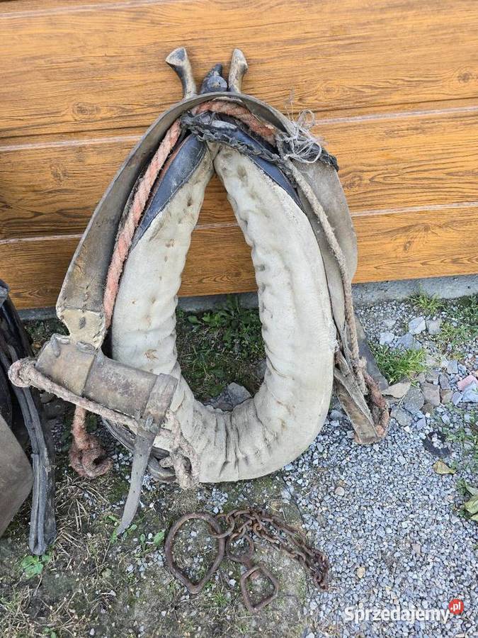 Sprzedam homonto Wielmoża