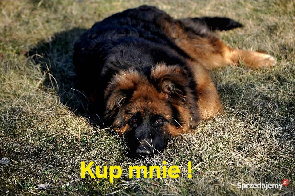 Owczarek Niemiecki Długowłosy szczenięta FCI Poniec