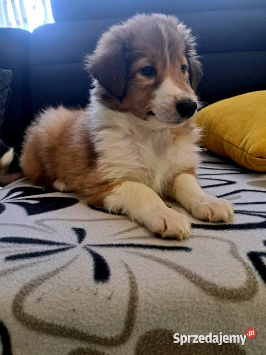 Owczarek Szkockie Collie szczeniaki mazowieckie Radom