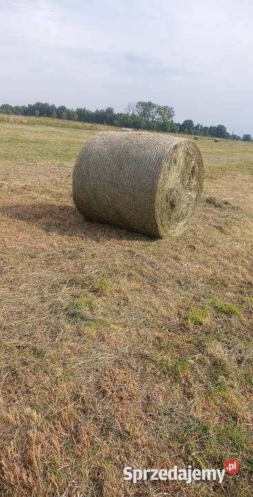 Bele siana 2023 Stare Kurowo