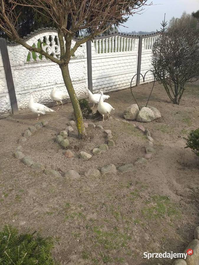 Jaja lęgowe pawi krolewskich Siedlce sprzedam