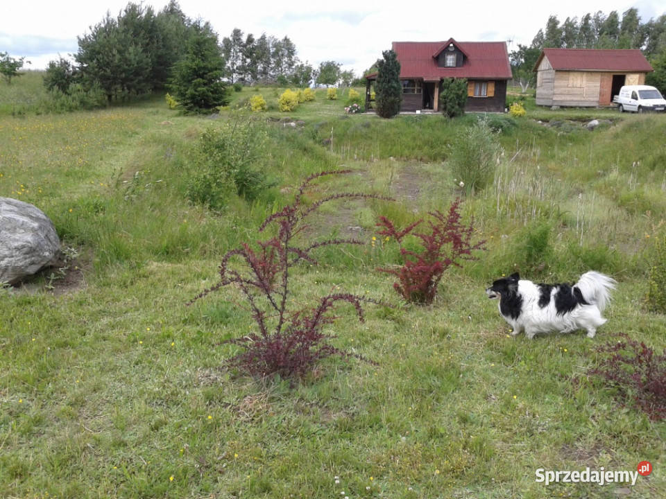 KASZUBY DZIAŁKA UZBROJONA WARUNKI ZABUDOWY siatka Skrzydłowo