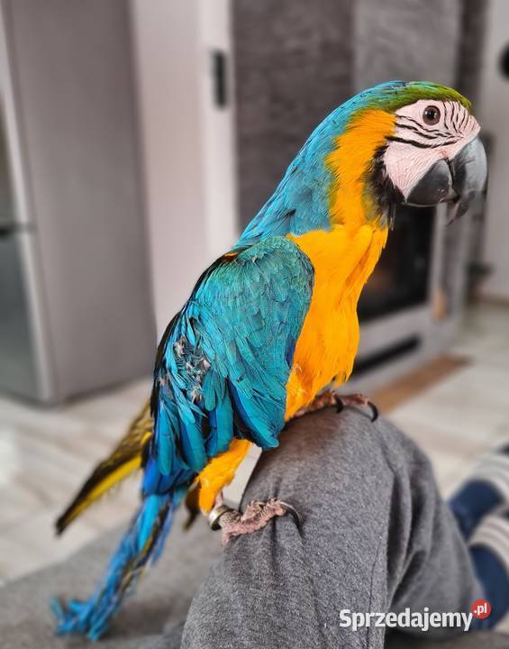Ara Ararauna samiczkazamiana na auto zachodniopomorskie Steklno