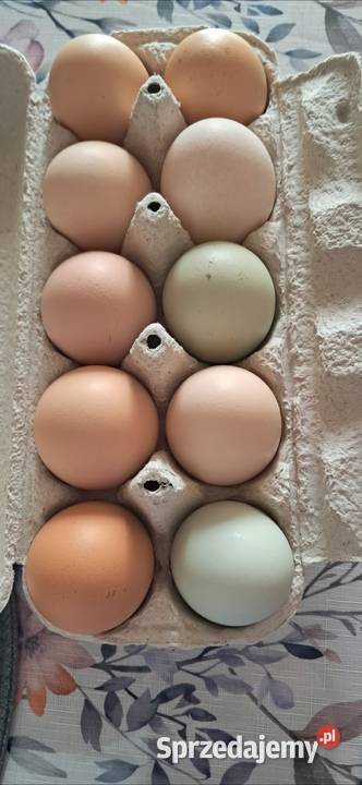 Sprzedam jajka wiejskie małopolskie Ropa