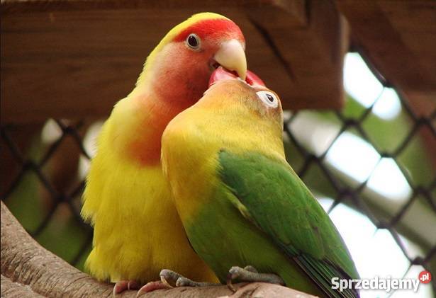 Papuszki nierozlaczki 40 Racibórz