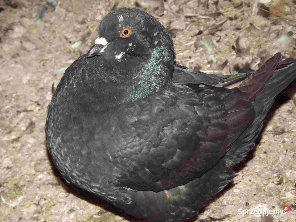sprzedam gołębie Ptaki podkarpackie Podborze
