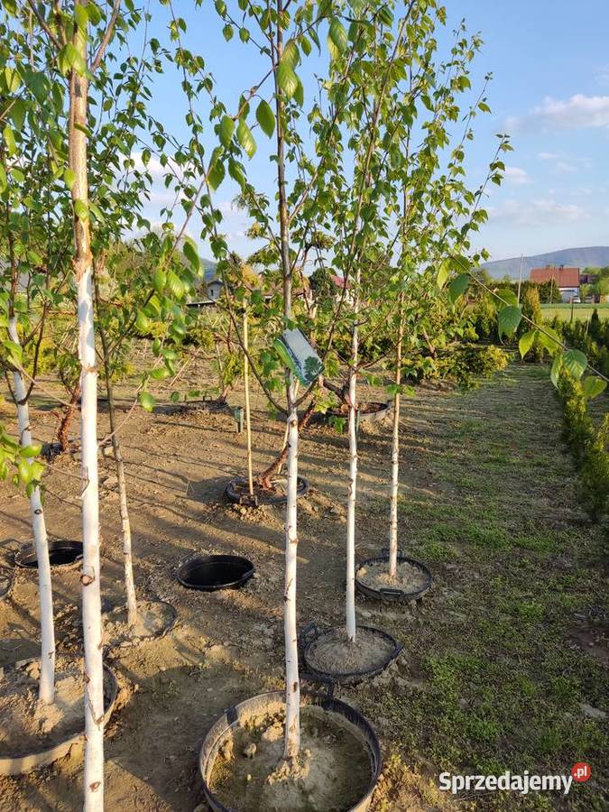 Brzoza doorenbos szkółkanajbielsza kora Kraków Dom i Ogród Andrychów