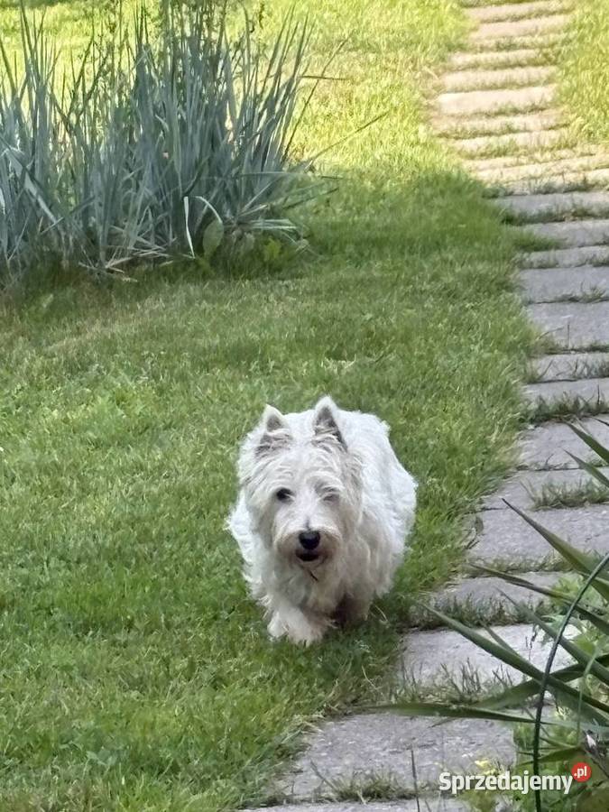 West Highland White Terrier szczenięta ZKwP a i Łódź