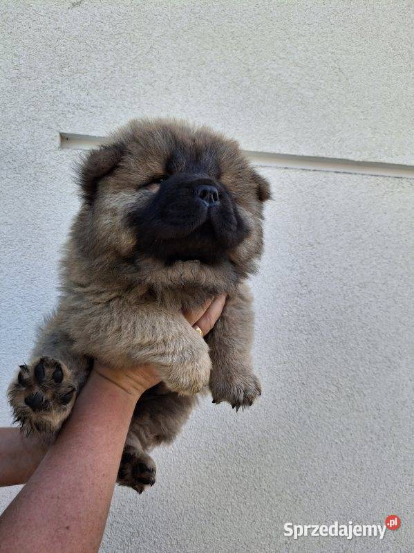Misie chow chow Pozostałe