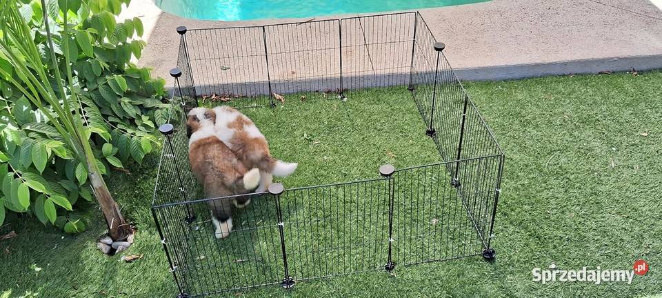 Klatka świnki morskiej XXL Kojec gryzonia Krotoszyn sprzedam