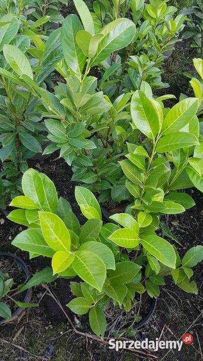 Laurowiśnia wschodnia na żywopłot w doniczkach