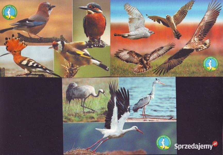 Pocztówki Ptaki Słowjański Park Narod 3