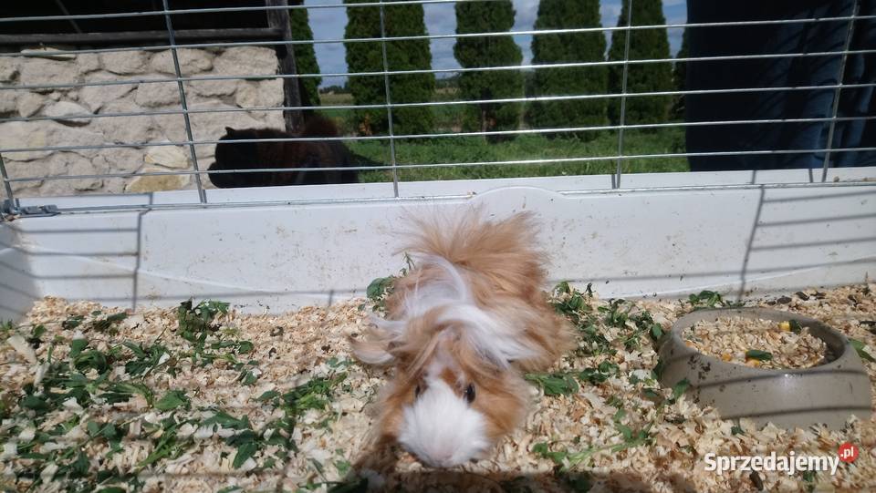 Świnki morskie rozetki Zamość sprzedam