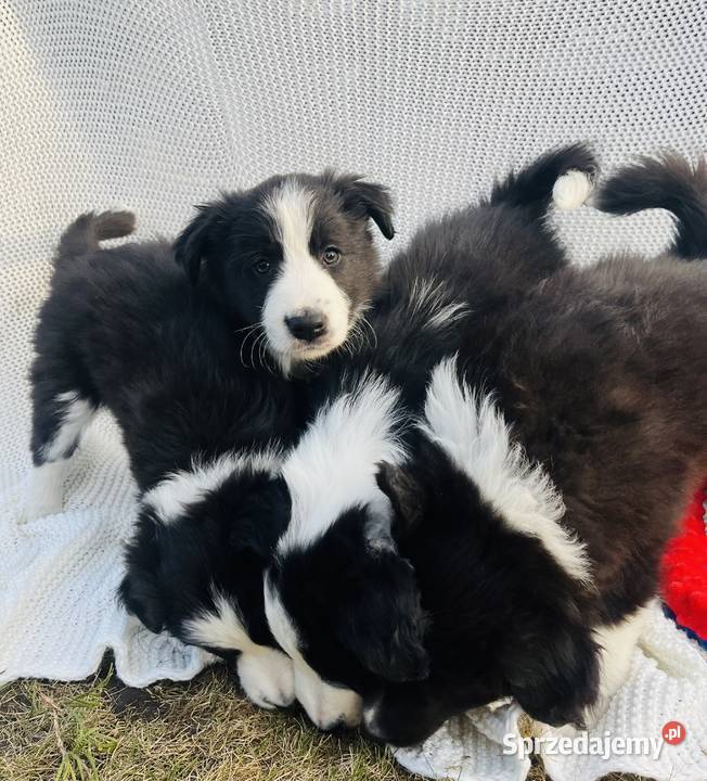 Pieski Border Collie Pozostałe Ratyń sprzedam