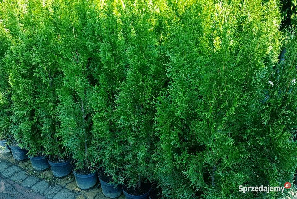 Tuja Szmaragd 80 Ukorzenione Donica TRANSPORT Dom i Ogród
