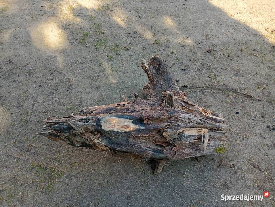 Korzeń drzazgi rozpałka Dom i Ogród Tyłowo