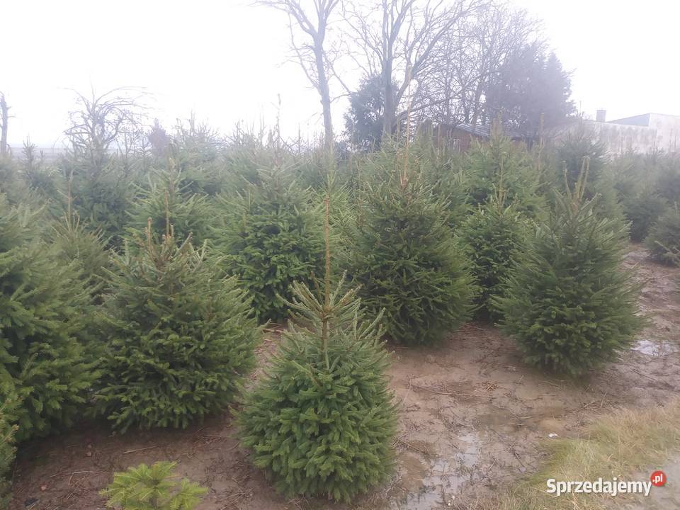 Choinki Świąteczne Bełżyce