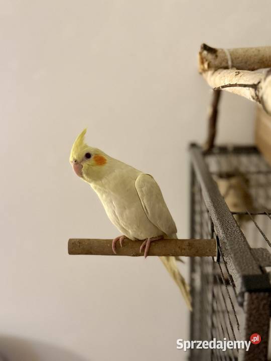 Młodziutka papuga nimfa ręcznie karmiona Gdańsk