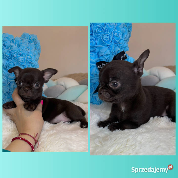 Chihuahua krótkowłosy czekoladowy piękny badania łódzkie Bełchatów sprzedam