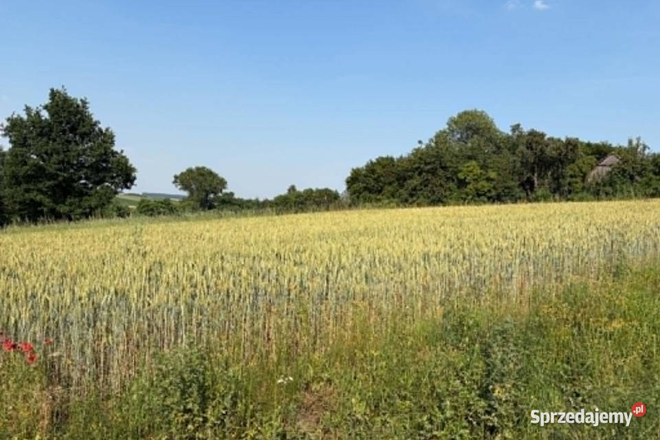 Działka z WZ na sprzedaż Dodów Gm Radziemice 30m
