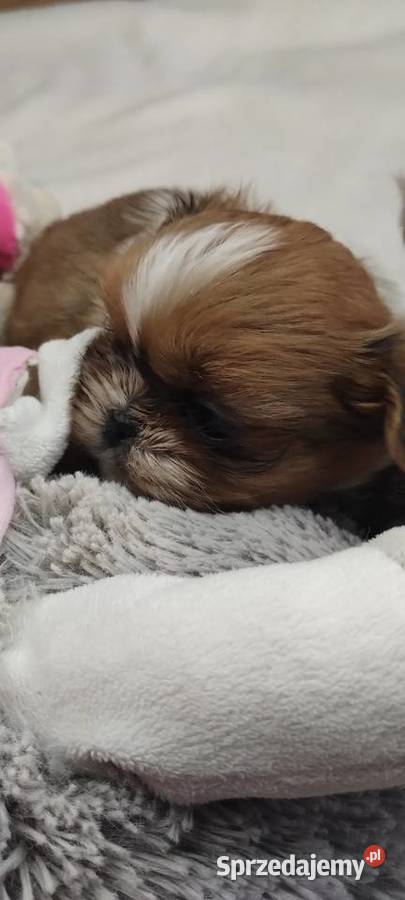 Shihtzu mini Kobierzyce sprzedam