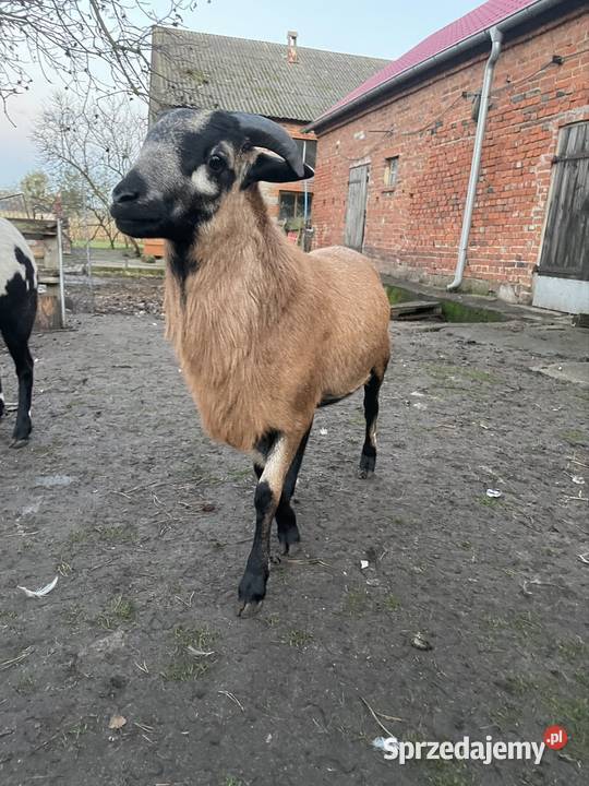 Owce Kamerunskie Dobra Nadzieja