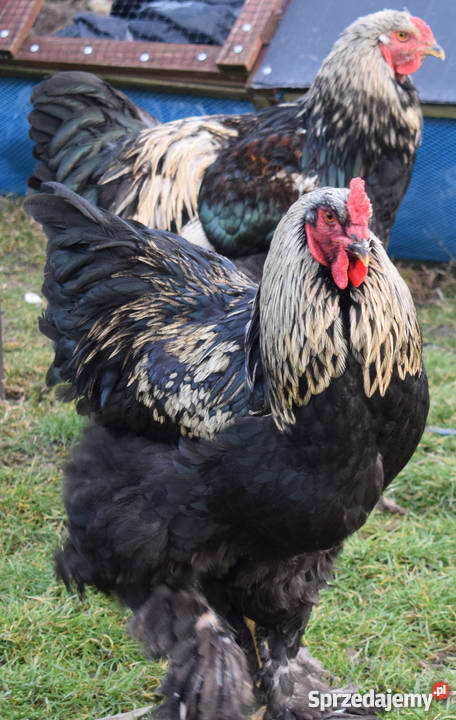 Kury Brahma pomorskie Brusy