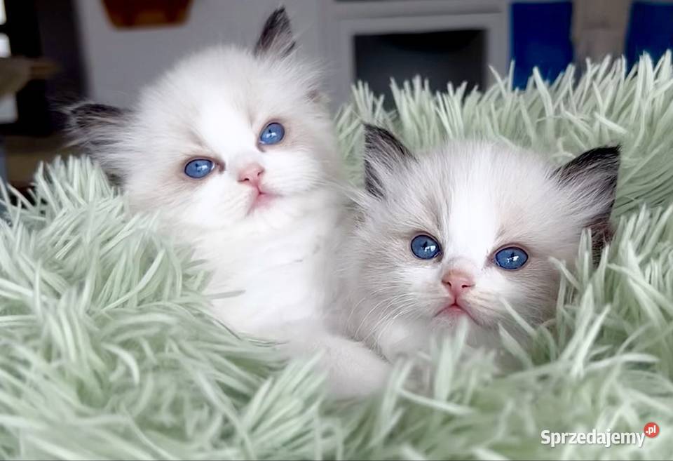 Ragdoll Polska