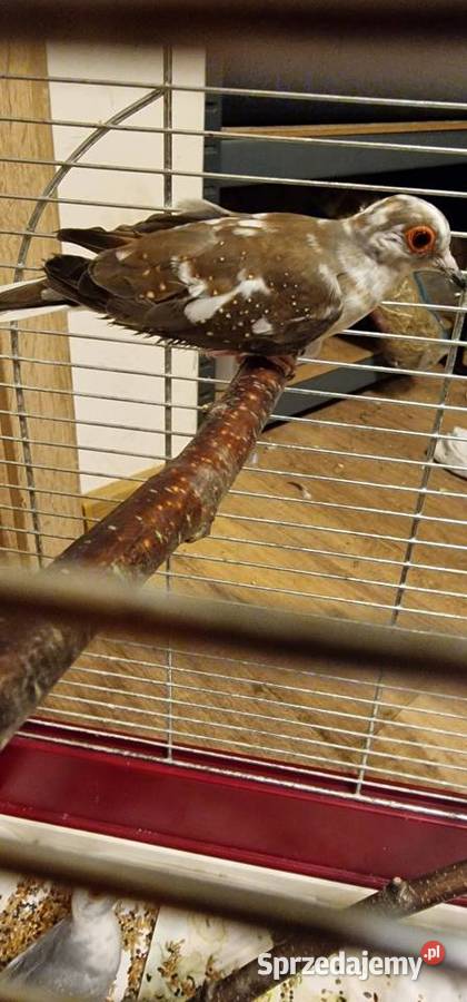 Gołąbki diamentowe para Młode z tego roku Gdynia