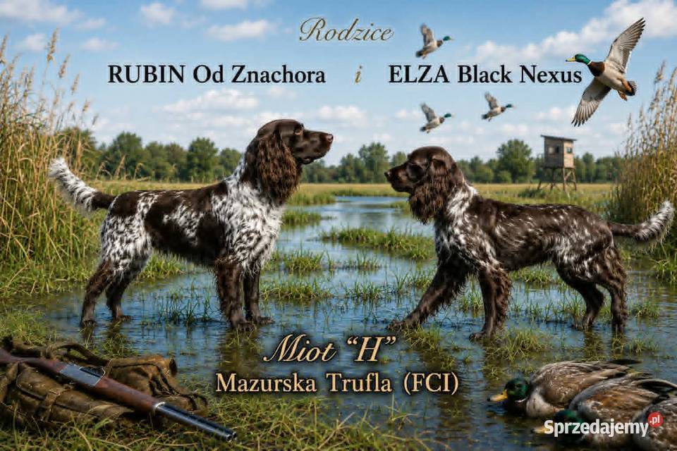 Polski Spaniel Myśliwski planowany miot Święta Lipka