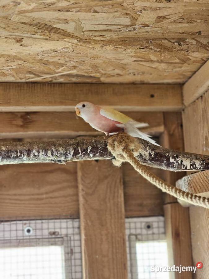 Papugi lilianki Zamość