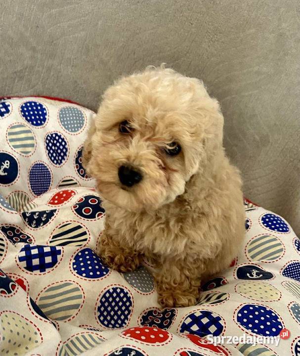 Pudel Toy apricot chłopiec Solec Kujawski