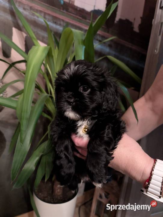 Szczenięta shih tzu z genem blue śląskie Zawiercie sprzedam