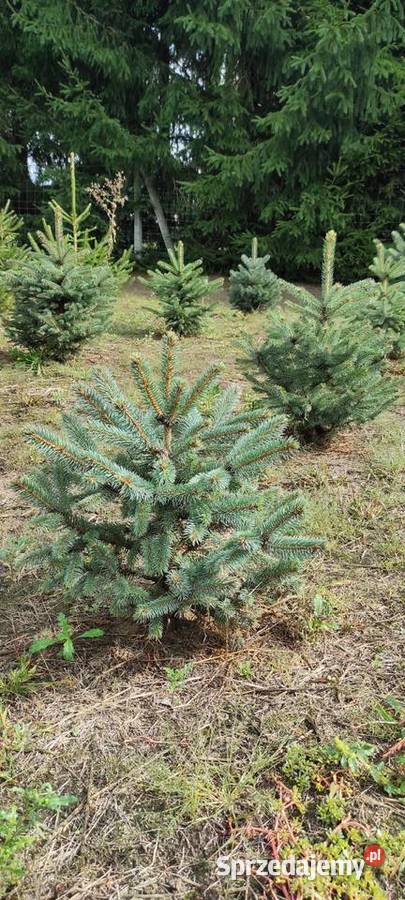 Drzewka iglaste do ogrodu Służewo-Pole