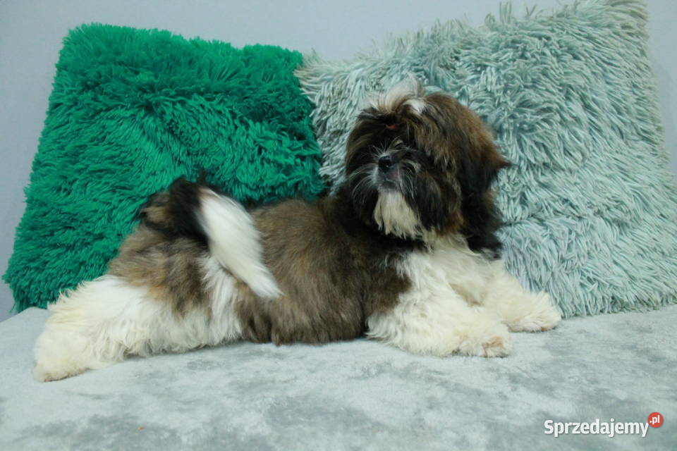 ShihTzu FCI Shih Tzu dolnośląskie Świdnica
