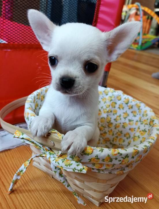 Suczka biała chihuahua krótkowłosa rodowód Bełchatów sprzedam