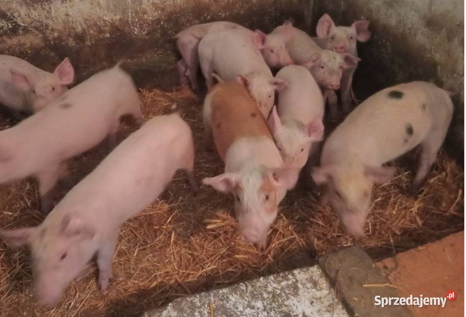 Prosięta prosiaki warchlaki 10 sztuk wielkopolskie