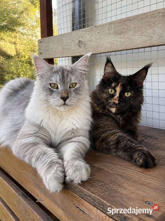 Sprzedam 2 kocurki rasy maine coon