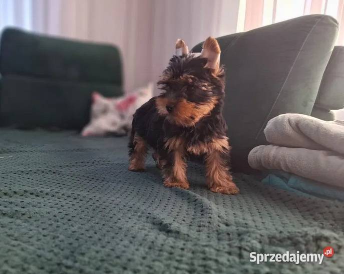 York Terirer Yorki Żychlin sprzedam