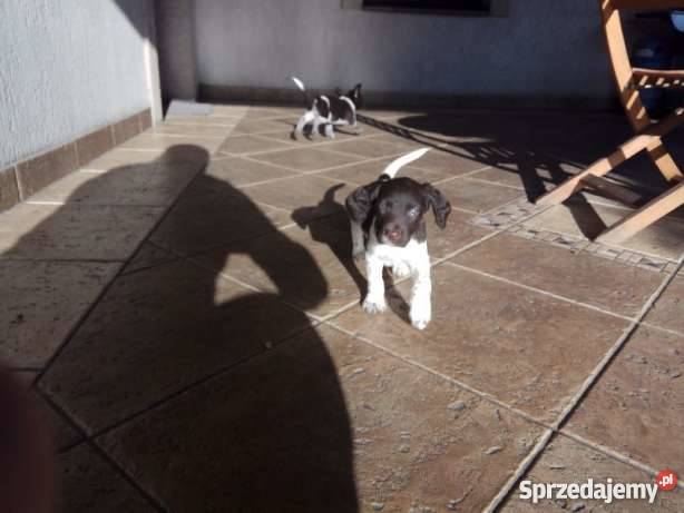 Mały Munsterlander Kazimierza Wielka