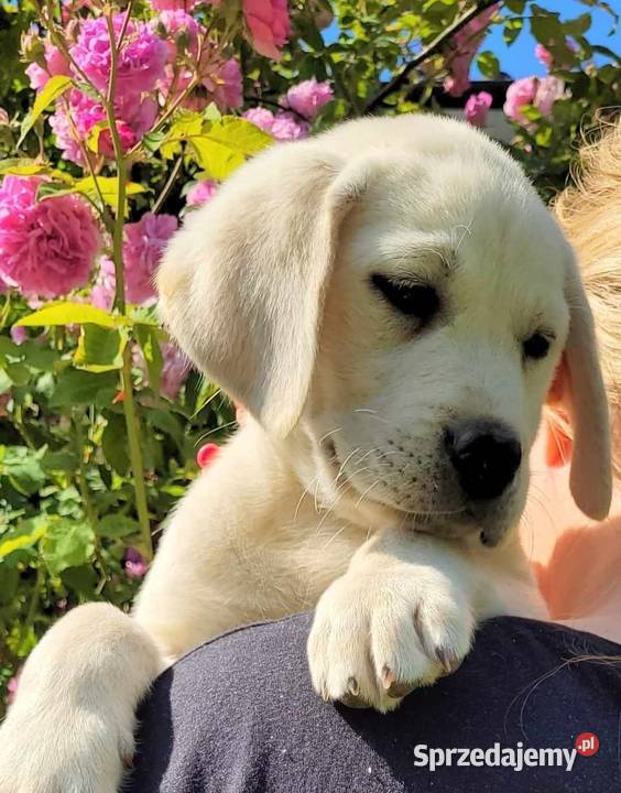 Labrador retriever pochodzenie fci Strużki
