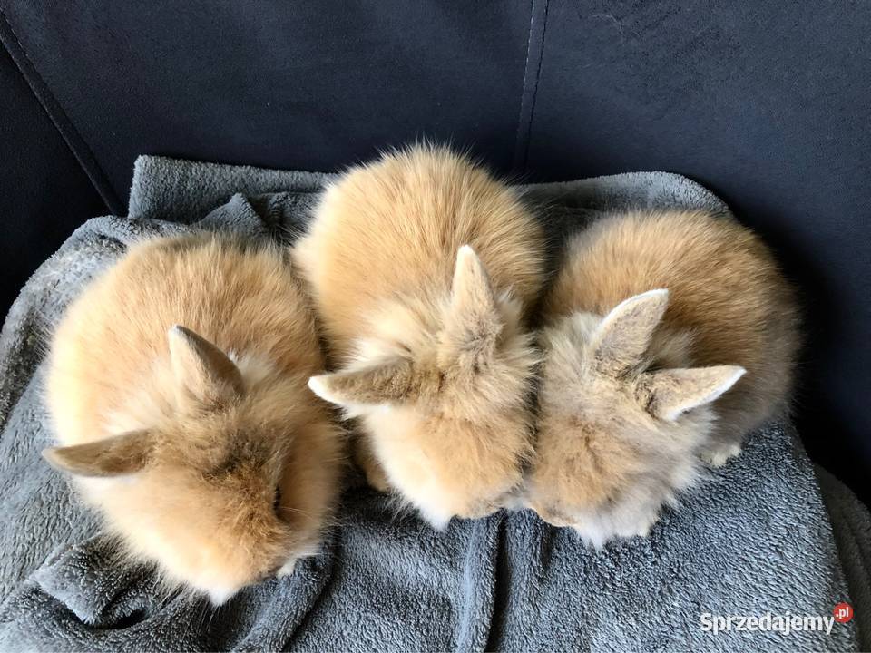Królik miniaturka króliki miniaturki teddy i Glinik Dolny