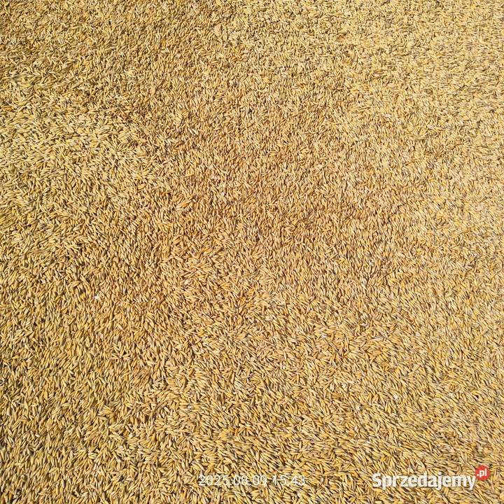 Owies bingo Zboża Zalesie sprzedam