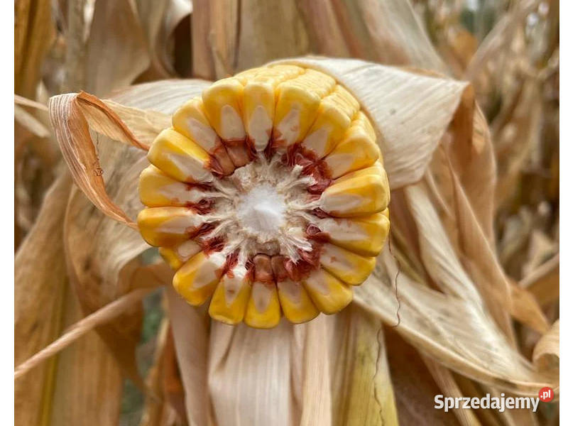 Kukurydza Pioneer P9610 Aquamax tolerancja na Łabiszyn-Wieś