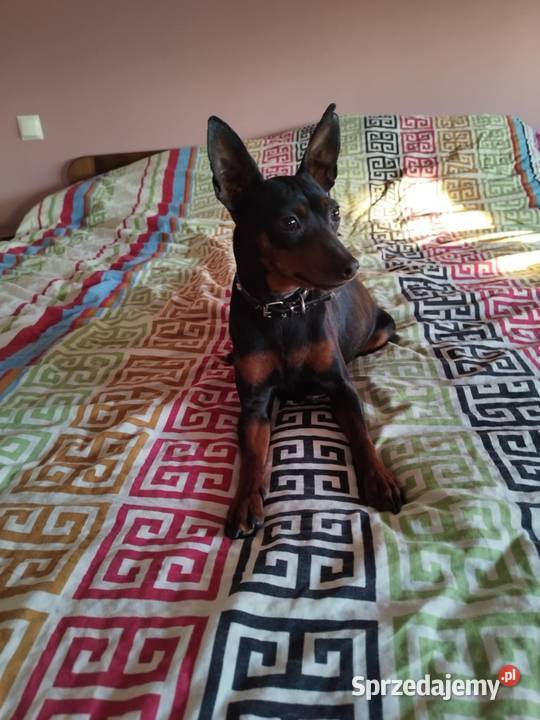 Pinczer miniaturowy szczeniaki Cewków