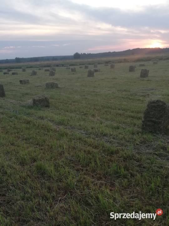 Sprzedam Siano tegoroczne Datyń